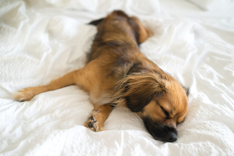 Dog-friendly accommodations at long beach island pet friendly hotels | Drifting Sands LBI