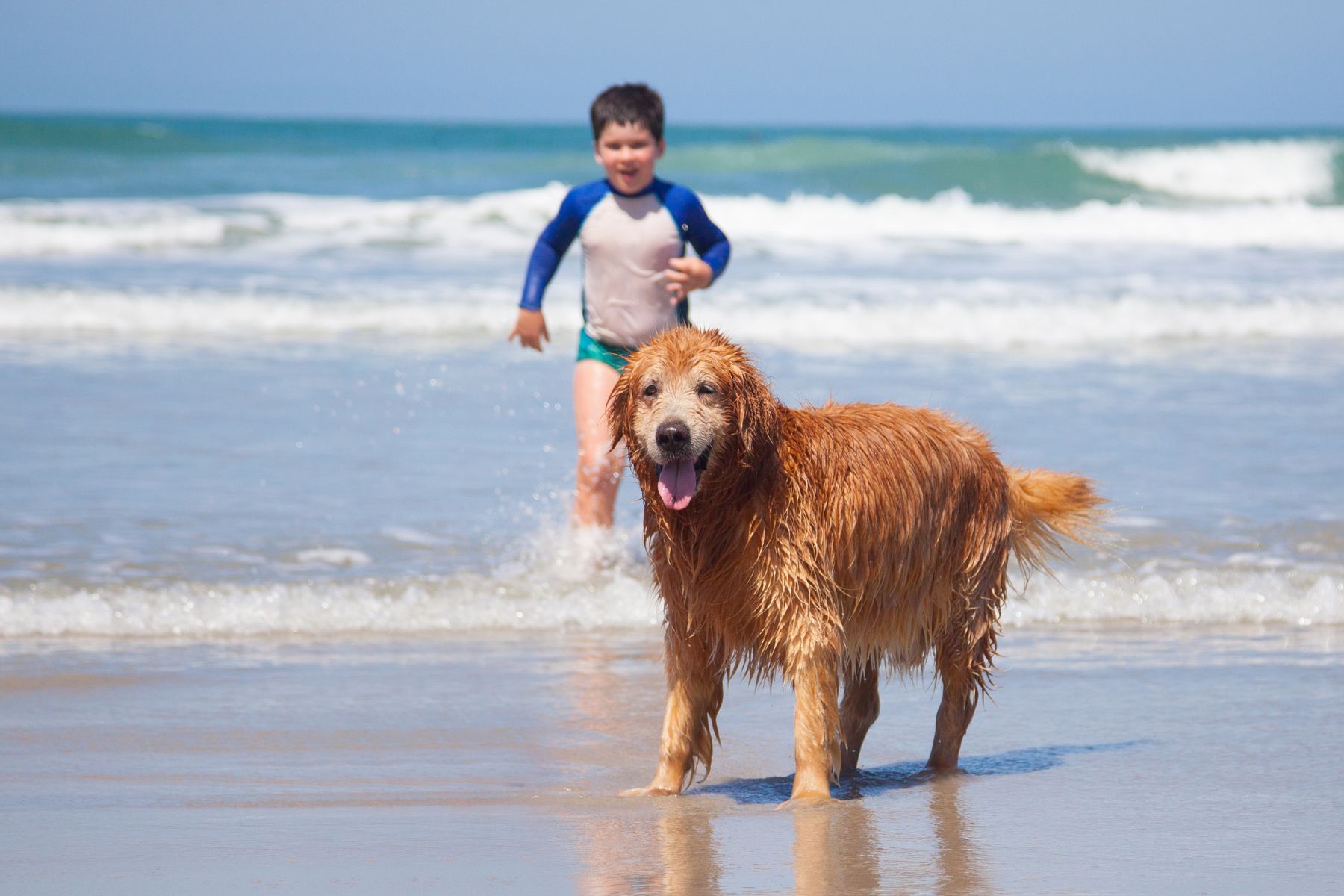 Dog playing on the beach with guest at LBI oceanfront hotel | Drifting Sands LBI
